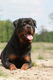 ROTTWEILER 246